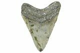 Fossil Megalodon Tooth - North Carolina #365001-1